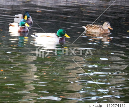 仲良く泳ぐマガモ オスとメス 仲良く泳ぐマガモ オスとメス 120574183