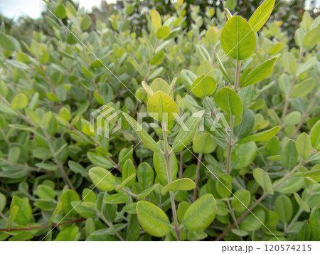 Metrosideros excelsa,New Zealand Christmas Tree or iron tree branches closeup Metrosideros excelsa,New Zealand Christmas Tree or iron tree branches closeup 120574215