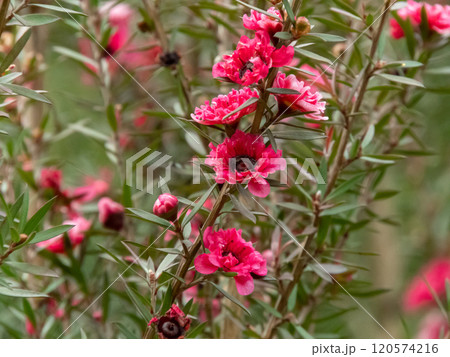 Manuka, manuka myrtle, New Zealand teatree,broom tea-tree or leptospermum scoparium plant with bright red flowers. 120574216