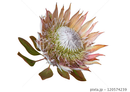 Protea cynaroides or king sugar bush flower head isolated on white 120574239