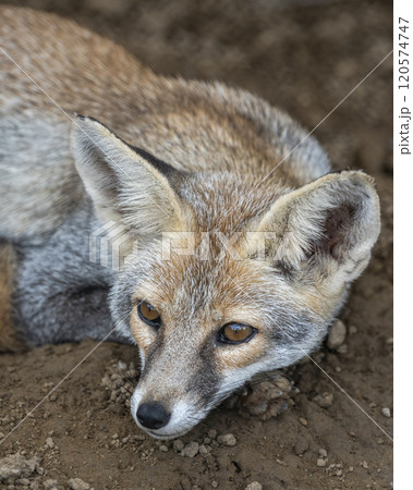 white footed fox or desert fox or vulpes vulpes pusilla fine art closeup or portrait in close proximity in natural background in outdoor jungle safari ranthambore national park forest rajasthan india white footed fox or desert fox or vulpes vulpes pusilla fine art closeup or portrait in close proximity in natural background in outdoor jungle safari ranthambore national park forest rajasthan india 120574747