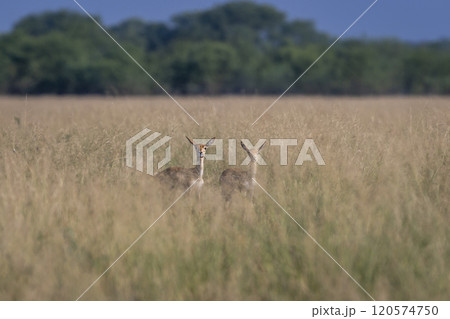 Two wild female blackbuck or antilope cervicapra or indian antelope pair camouflaged in grass with eye contact in natural green background Blackbuck National Park tal chhapar sanctuary rajasthan india Two wild female blackbuck or antilope cervicapra or indian antelope pair camouflaged in grass with eye contact in natural green background Blackbuck National Park tal chhapar sanctuary rajasthan india 120574750