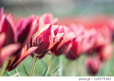 チューリップスラワ 120575363