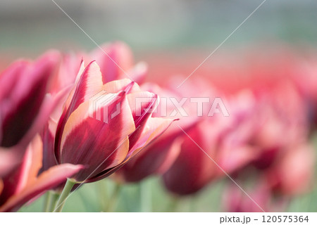 チューリップスラワ 120575364