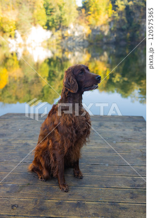 Irish Setter dog posing at a mountain lake in autumn. Traveling with a pet. Pet in leaf fall. Atmospheric photo in nature. Irish Setter dog posing at a mountain lake in autumn. Traveling with a pet. Pet in leaf fall. Atmospheric photo in nature. 120575365