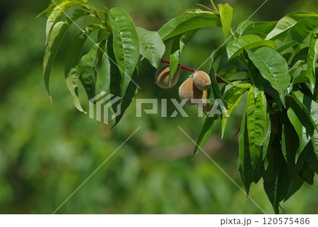 花粉交配して結実した桃の様子 120575486