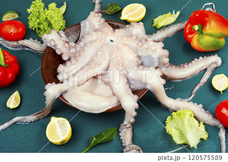 Common octopus or squid frozen. Common octopus or squid frozen. 120575589
