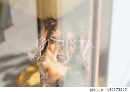 ガラス越しから主人を見つめる老犬 ガラス越しから主人を見つめる老犬 120575597