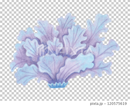 lettuce coral. Ocean coral reefs, underwater animal of the seabed resembling lettuce leaves. Watercolor and marker illustrations. Hand drawn isolated art. Exotic nature of tropical marine ecosystem lettuce coral. Ocean coral reefs, underwater animal of the seabed resembling lettuce leaves. Watercolor and marker illustrations. Hand drawn isolated art. Exotic nature of tropical marine ecosystem 120575619