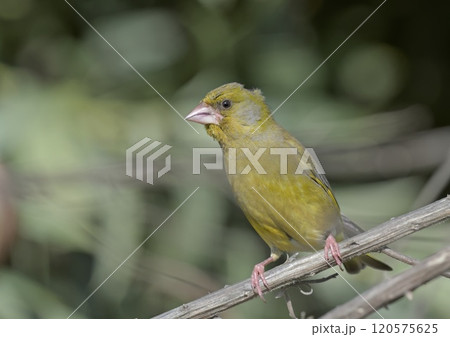 European Greenfinch (Chloris chloris), Greece European Greenfinch (Chloris chloris), Greece 120575625