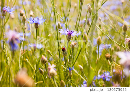 Summer landscape with bright blooming cornflowers in the field Summer landscape with bright blooming cornflowers in the field 120575933