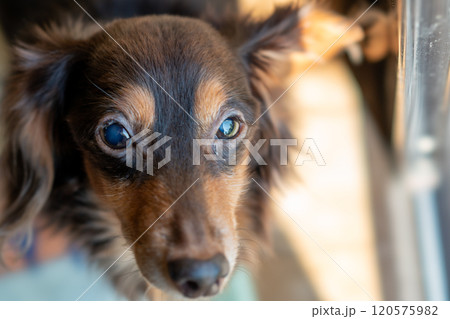 眠さをアピールする老犬 眠さをアピールする老犬 120575982