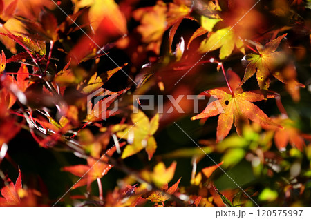 秋の風物詩 紅葉 秋の風物詩 紅葉 120575997