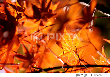 秋の風物詩 紅葉 秋の風物詩 紅葉 120576022