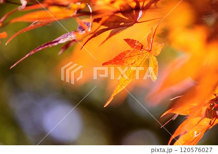 秋の風物詩 紅葉 秋の風物詩 紅葉 120576027