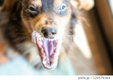 あくびをしている老犬 あくびをしている老犬 120576364