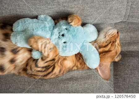 An adorable Bengal cat sleeps on a gray sofa An adorable Bengal cat sleeps on a gray sofa 120576450