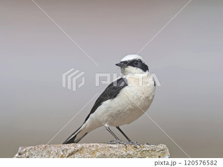 Black-eared Wheatear (Oenanthe melanoleuca), Crete 120576582