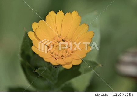 Field Marigold (Calendula arvensis), Crete 120576595