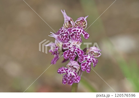 Milky Orchid (Neotinea lactea), Crete 120576596