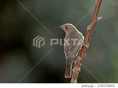 Black Redstart (Phoenicurus ochruros), Crete Black Redstart (Phoenicurus ochruros), Crete 120576602