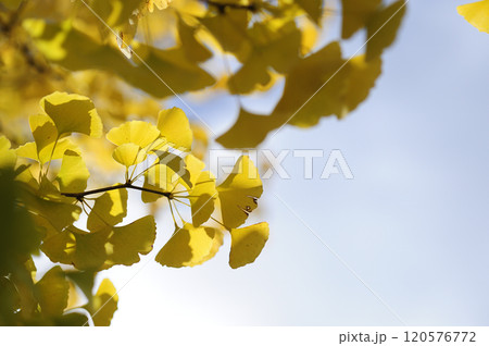 秋の風物詩　イチョウ 120576772