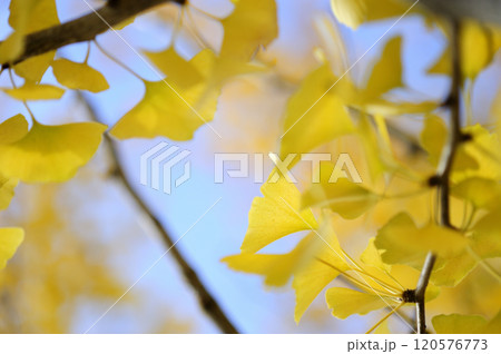 秋の風物詩 イチョウ 秋の風物詩 イチョウ 120576773