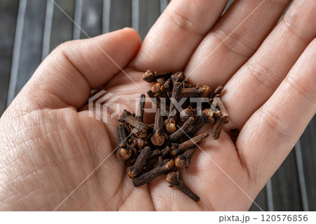 Dry clove spice on a female palm macro. Womah handpalm holds whole clove buds close-up. 120576856