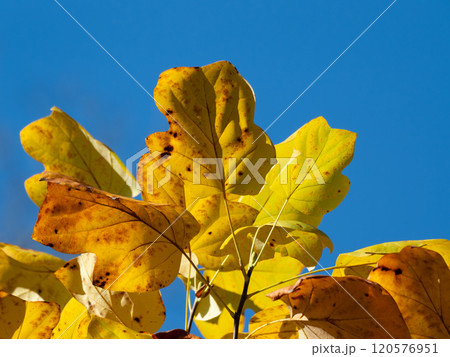 青空背景のユリノキの黄葉 120576951