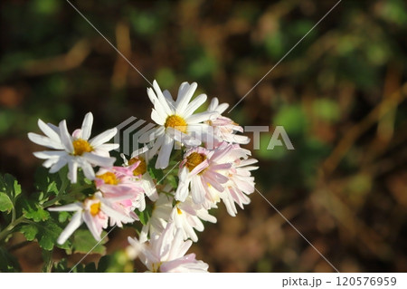 秋の庭に咲く白と薄桃色の小菊の花 120576959