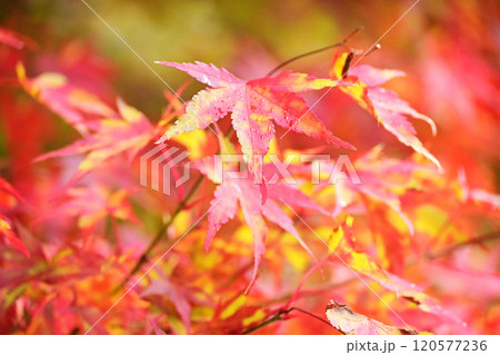 まだらに紅葉するモミジ 120577236
