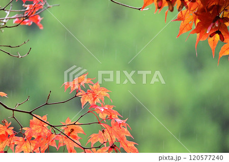 雨の中の紅葉 雨の中の紅葉 120577240