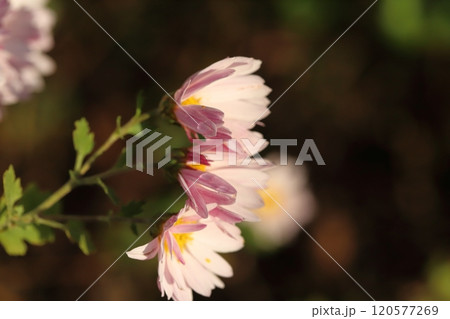 秋の庭に咲くピンク色のスプレーギクの花 120577269