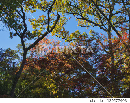 成田山公園の紅葉 成田山公園の紅葉 120577408