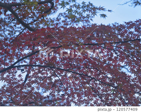 成田山公園の紅葉 成田山公園の紅葉 120577409
