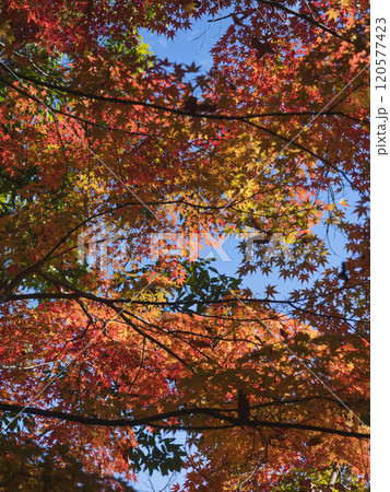 成田山公園の紅葉 120577423