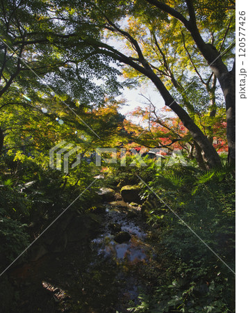 成田山公園の紅葉 120577426