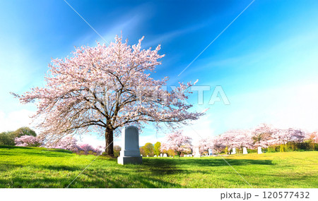大きな桜の木と石のお墓 大きな桜の木と石のお墓 120577432