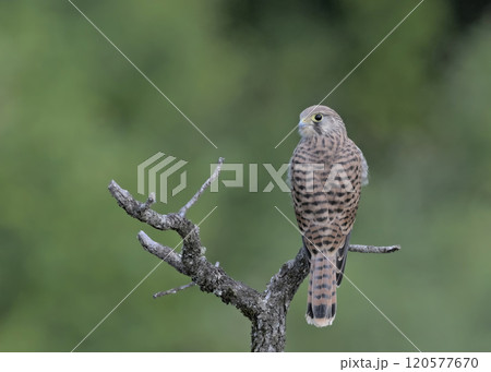 Juvenile Kestrel (Falco tinnunculus), Greece 120577670