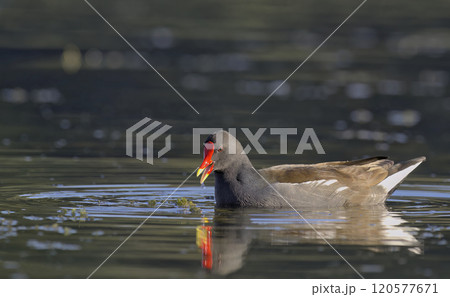 Moorhen (Gallinula chloropus), Crete, Greece Moorhen (Gallinula chloropus), Crete, Greece 120577671