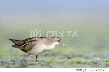 Little Crake (Porzana parva), Greece Little Crake (Porzana parva), Greece 120577672