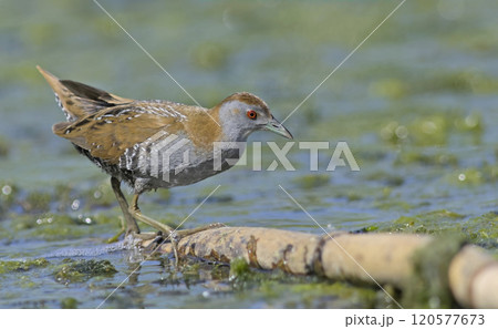 Baillons Crake - Zapornia pusilla, Crete 120577673
