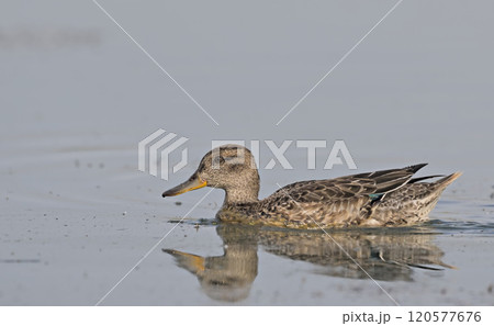 Eurasian Teal (Anas crecca), Greece 120577676