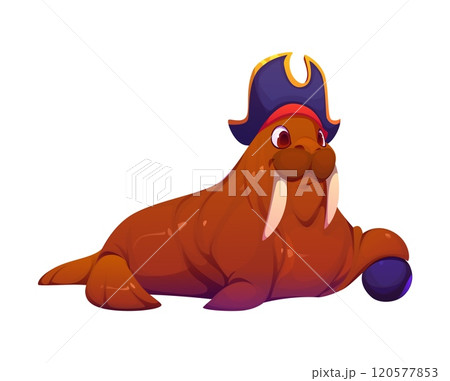 Cartoon funny walrus sea animal pirate character, corsair seaman with cannon ball. Isolated vector morse filibuster boatswain personage ready for boarding ships and robber loot with its sharp tusks Cartoon funny walrus sea animal pirate character, corsair seaman with cannon ball. Isolated vector morse filibuster boatswain personage ready for boarding ships and robber loot with its sharp tusks 120577853