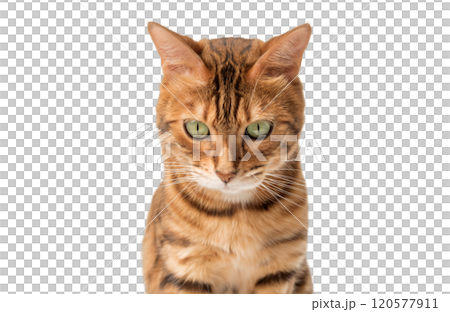 Bengal cat isolated on transparent background for advertising. Bengal cat isolated on transparent background for advertising. 120577911