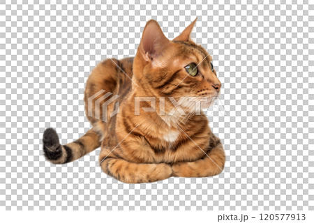 Bengal cat isolated on transparent background for advertising. Bengal cat isolated on transparent background for advertising. 120577913