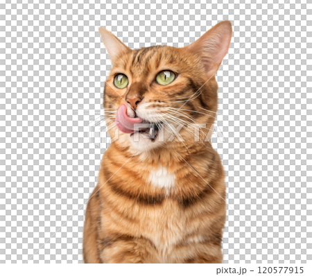 Contented ginger cat licks lips. 120577915