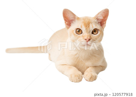 Full-length Burmese cream kitten. Full-length Burmese cream kitten. 120577918