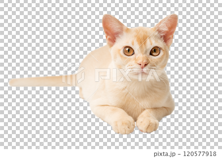 Full-length Burmese cream kitten. Full-length Burmese cream kitten. 120577918