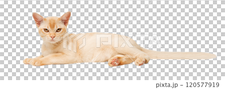 Full-length Burmese cream kitten. Full-length Burmese cream kitten. 120577919